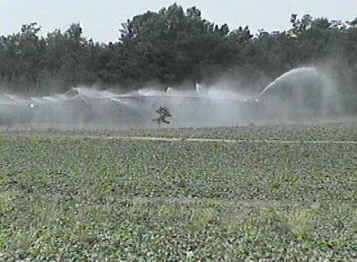 irrigation.jpg (23032 bytes)