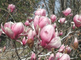 Japanese magnolia 8852.JPG (29019 bytes)
