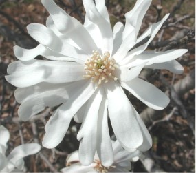 star magnolia 8862.JPG (23709 bytes)