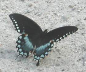 swallowtail8893.jpg (20027 bytes)